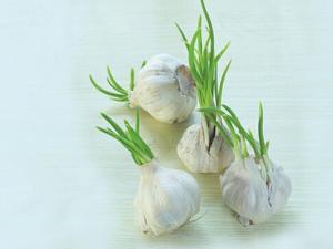 發芽大蒜可以吃？讓你想不到的神奇功效