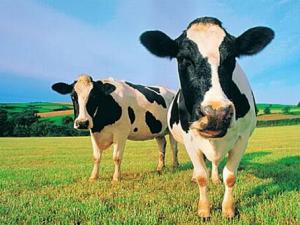 奶牛抗體有助開發疾病新療法-奶牛抗體的作用