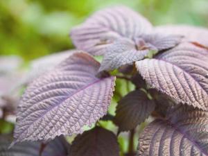 夏天吃紫蘇開胃吃枸杞補腎-夏季養生須知