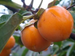 柿子皮能吃嗎?吃柿子的禁忌