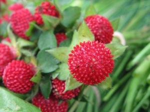 蛇莓有毒嗎？吃蛇莓的食用禁忌