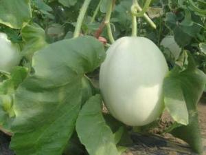 ?白蘭瓜怎么吃?吃白蘭瓜的食用禁忌