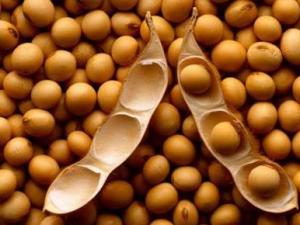 女性多吃大豆有什么好處？揭秘大豆中的營養