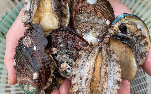 鮑魚蒸幾分鐘口感好 鮑魚要冷水還是熱水焯水