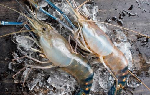 羅氏蝦含碘嗎 羅氏蝦找不到蝦線怎么辦