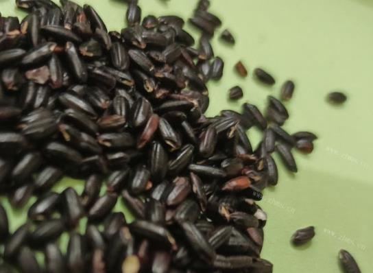 黑米是上火的還是去火的?黑米怎么看是不是染色米