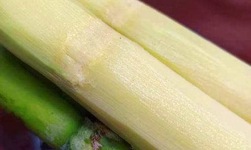 青皮甘蔗裂開能吃嗎 煮過的甘蔗還是寒性食物嗎