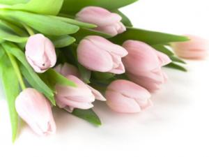 百合花對家居環(huán)境的影響-百合花的風(fēng)水學(xué)應(yīng)用