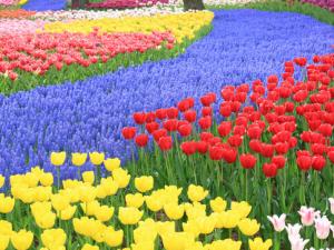 郁金香對家居環境的影響-郁金香的作用