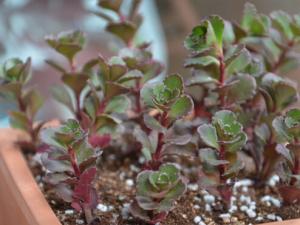 小球玫瑰與家居風格的搭配-小球玫瑰的風水學應用