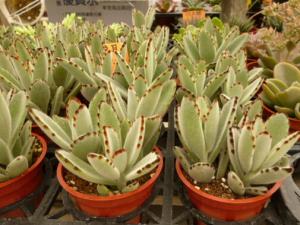 月兔耳的風(fēng)水學(xué)應(yīng)用-月兔耳在家居中的作用