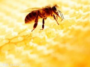 蜂蜜能減肥嗎？蜂蜜減肥法的具體步驟