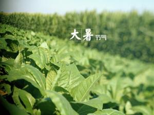 大暑什么意思?大暑怎么預防中暑