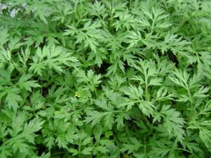 艾蒿過敏癥狀有哪些？艾蒿過敏怎么治療