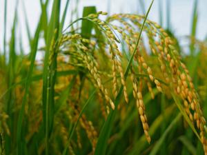 研究發現適合糖尿病人的低血糖稻米品種