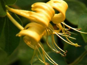 怎么緩解熱結便秘?金銀花加蜂蜜搭配的效果