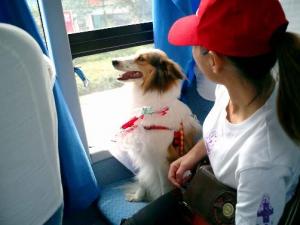 暈車是什么原因?暈車怎么辦?暈車吃什么好