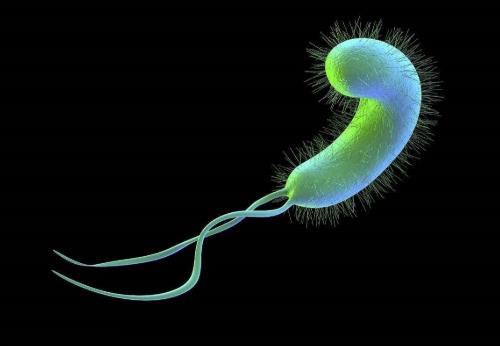 幽門螺旋桿菌會(huì)傳染嗎?幽門螺旋桿菌是怎么得的