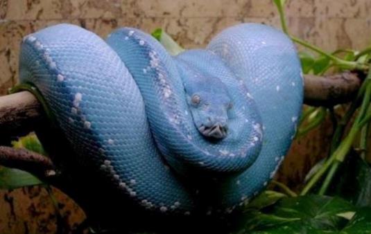世界上最貴的無毒蛇藍(lán)血樹蟒(一條350萬元) 藍(lán)血蛇為什么這么貴