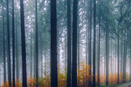 我國(guó)發(fā)現(xiàn)迄今最早遠(yuǎn)古森林 新疆發(fā)現(xiàn)距今約有3.71億年的遠(yuǎn)古森林