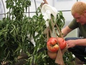 ?世界上最大的西紅柿 重達8斤的超大番茄打破世界紀錄