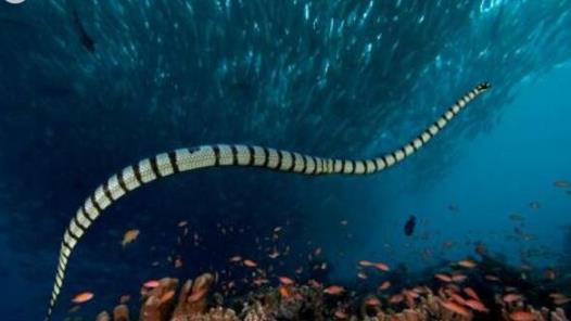 世界上最大的海蛇 巨型大海蛇長18米 未被證實的生物