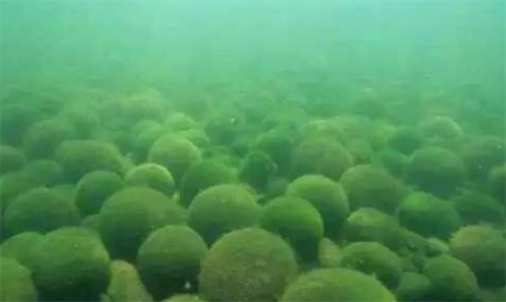 ?含蛋白質最多的植物 小球藻含蛋白質50%