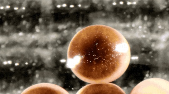 世界上首個活體機器人誕生 美國佛蒙特大學用爪蛙干細胞造出全新生命形態