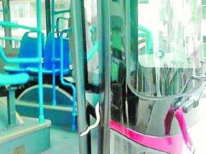 公交車行駛中驚現1米長毒蛇 民警捉走毒蛇放生