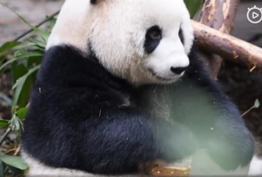 成都大熊貓玩飼養員遺忘的菜刀 嚇壞圍觀游客 繁育研究基地回應