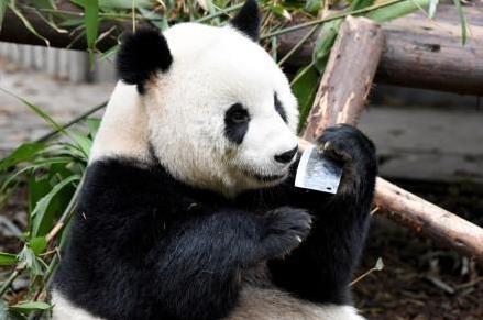 成都大熊貓玩飼養員遺忘的菜刀 嚇壞圍觀游客 繁育研究基地回應
