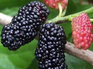 產婦可以吃桑葚嗎?產婦吃桑葚有什么好處