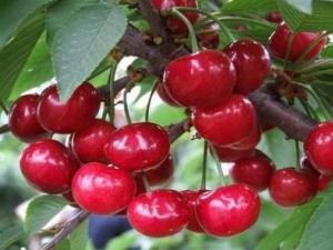 產婦能吃櫻桃嗎?產婦吃櫻桃的做法