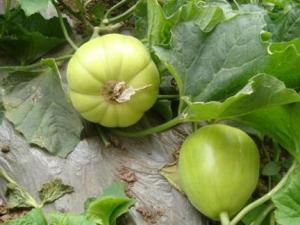 產(chǎn)婦能吃香瓜嗎?產(chǎn)婦吃香瓜的食用禁忌