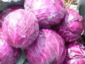 哺乳期吃紫甘藍有什么好處?哺乳期吃紫甘藍的做法