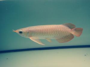 魚刺卡喉嚨怎么辦?魚刺卡喉嚨的處理方法