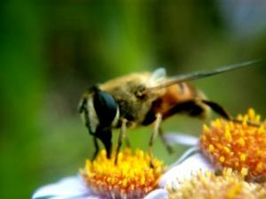 被蜂蜇了怎么辦？被蜂蜇后的急救方法