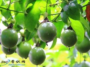 百日咳怎么治?治療百日咳的偏方