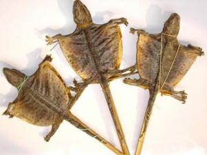 得了肺結核怎么辦?蛤蚧治療肺結核偏方