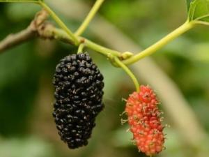 補腎的食物有哪些？女人日常必備四種養腎水果