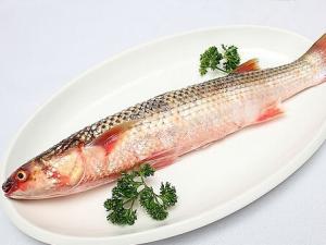 草魚(yú)的介紹-草魚(yú)的做法大全