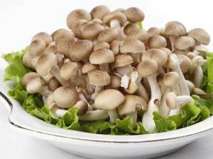 真姬菇的做法-真姬菇的營養價值