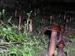 長根菇的做法-長根菇的種植技術