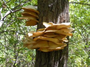 元蘑的做法-元蘑的種植技術