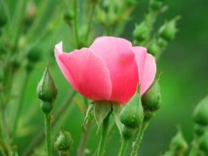 月季入食養生有調經的作用-酥炸月季花的做法