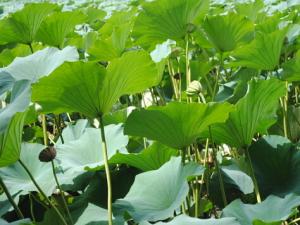 荷葉適合的人群有哪些?荷葉的功效與作用