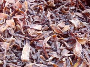 地龍是什么?地龍的功效與作用