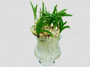 家里有孕婦能養水仙花嗎？水仙花的養殖方法和注意事項