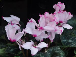 家里有孕婦能養仙客來嗎？仙客來有毒嗎？