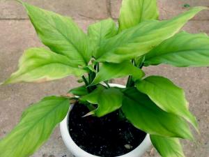 家里有孕婦能養綠蘿嗎？綠蘿有毒嗎？